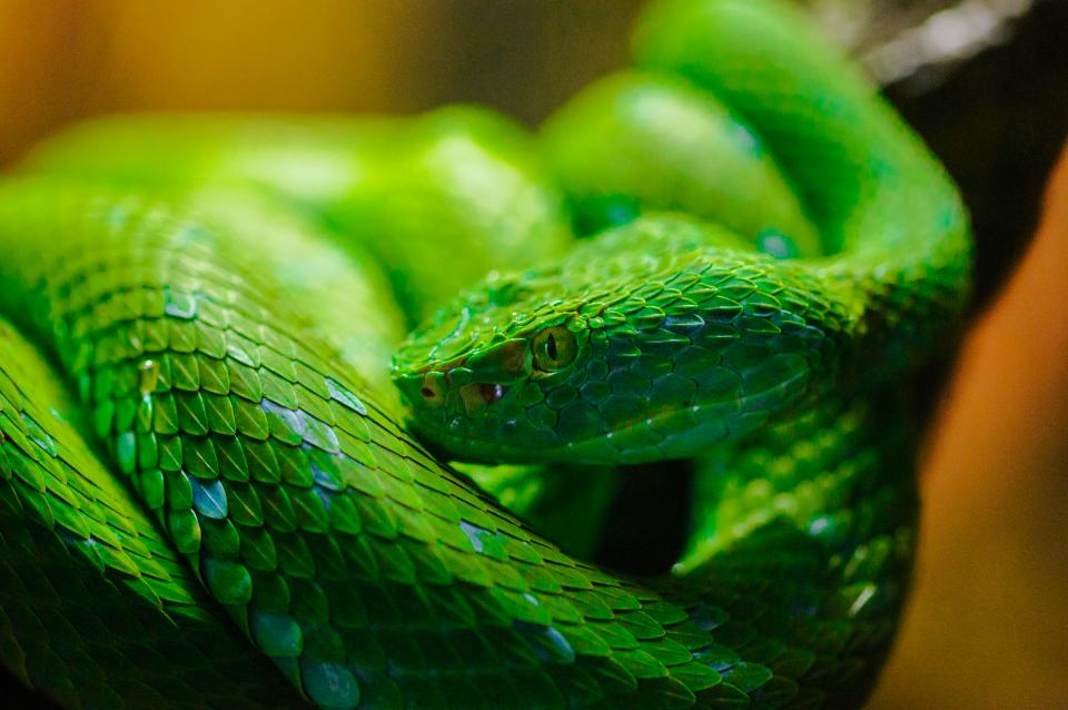 Palm Pit Viper | Shutterbug